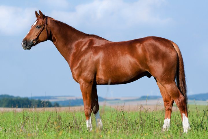 A western horse at Sarah's Wittmann, Arizona ranch